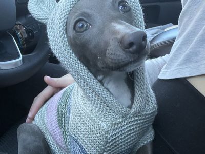 15 week old Italian Greyhound