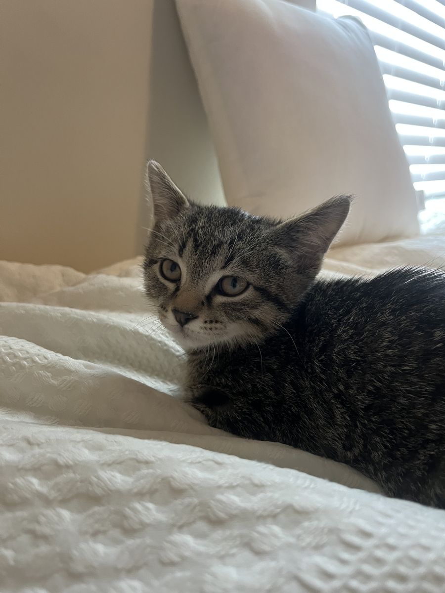 10 week old Tabi kitten
