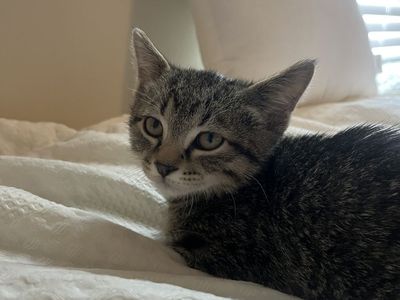 10 week old Tabi kitten