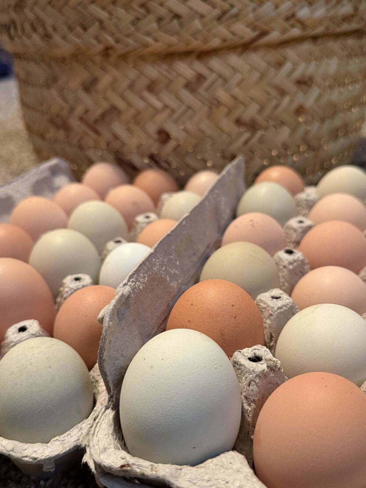Farm fresh eggs