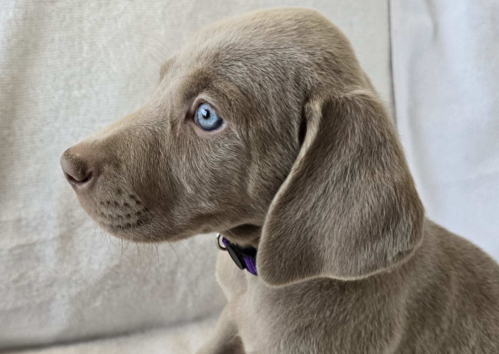 AKC Weimaraner Puppies - Championship Bloodlines