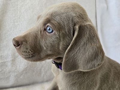AKC Weimaraner Puppies - Championship Bloodlines