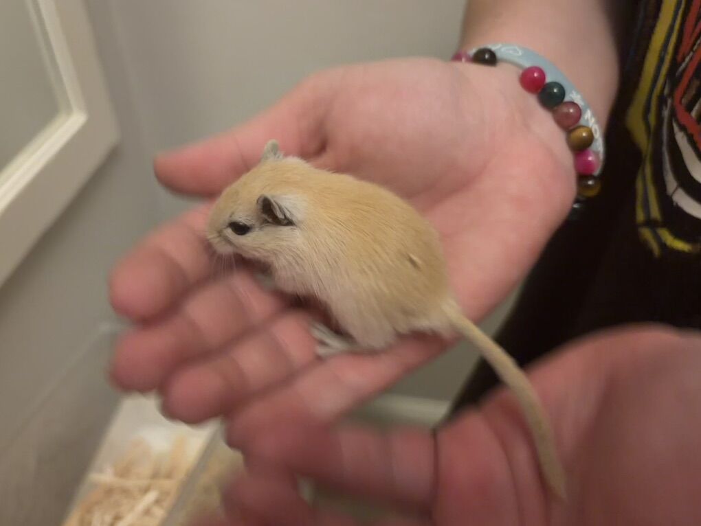 ONLY 1 GERBIL LEFT! Super Cute hand Raised Babies