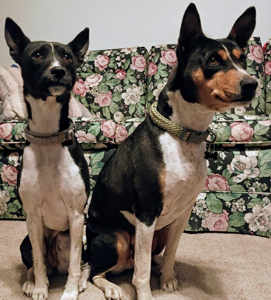 purebred basenji dogs adoption to good home