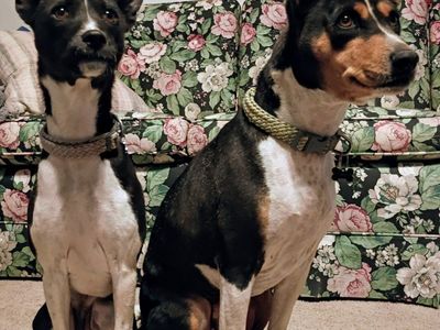 purebred basenji dogs adoption to good home