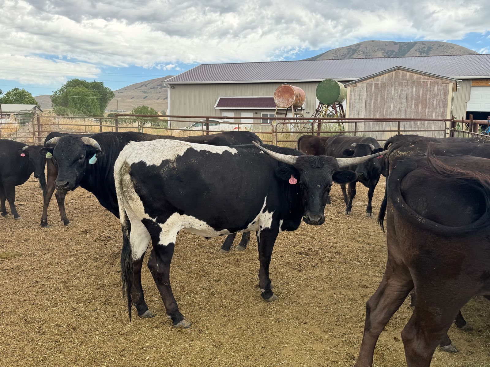 F1 Wagyu Steers ready to finish