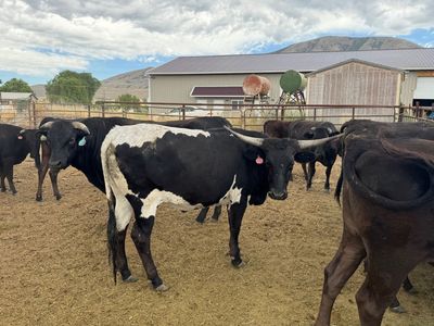 F1 Wagyu Steers ready to finish