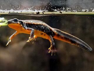 Japanese Gold Dust Fire-Bellied Newts