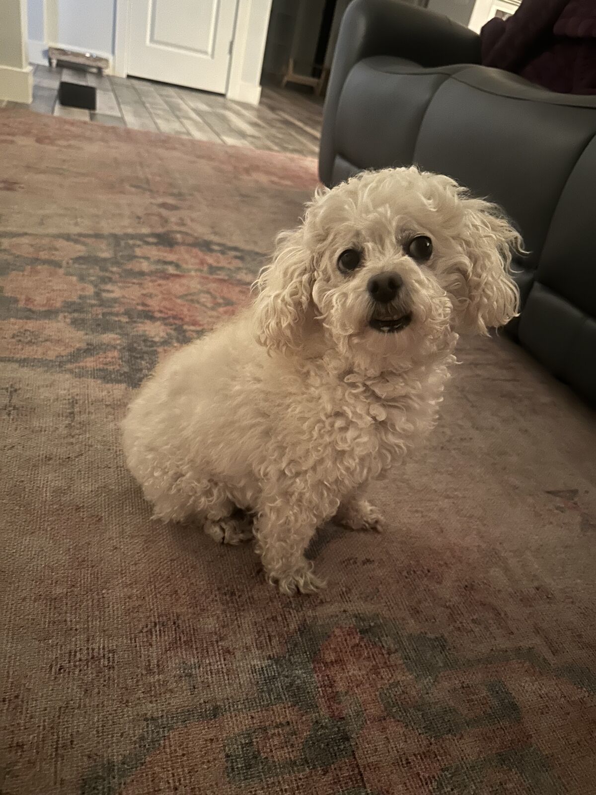 Harley - Toy Poodle