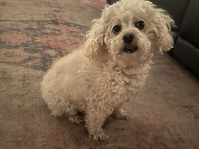 Harley - Toy Poodle