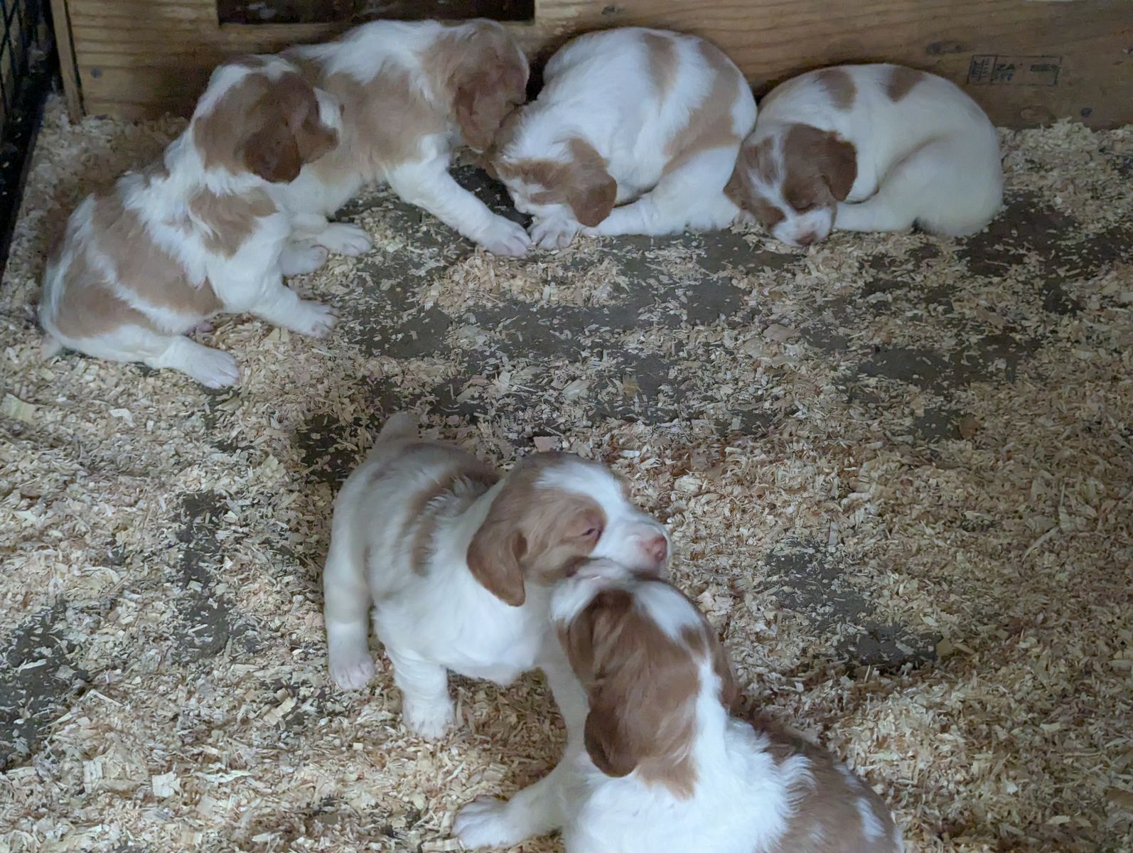 AKC Brittany Puppies - Hunting or Field Trial - Reputable Training Kennel