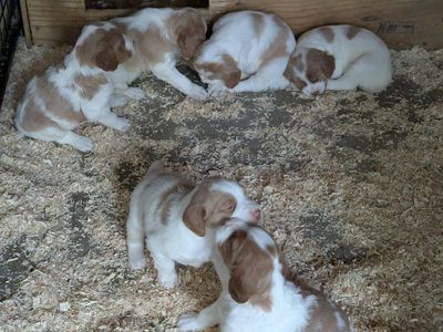 AKC Brittany Puppies - Hunting or Field Trial - Reputable Training Kennel