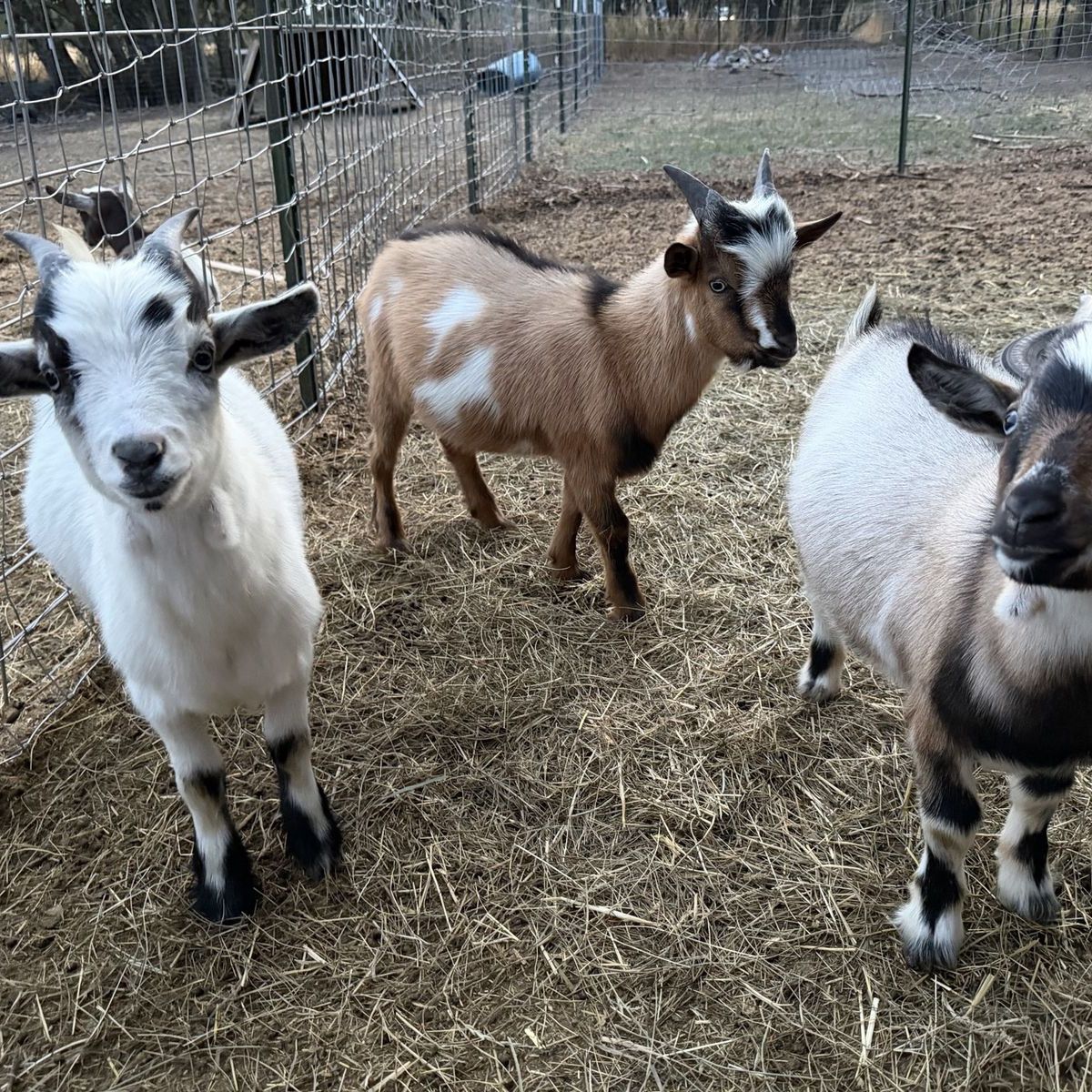 Nigerian dwarf wethers