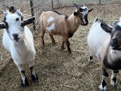 Nigerian dwarf wethers