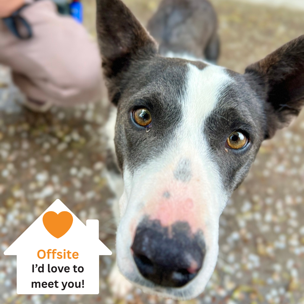 Hello my name is Jade