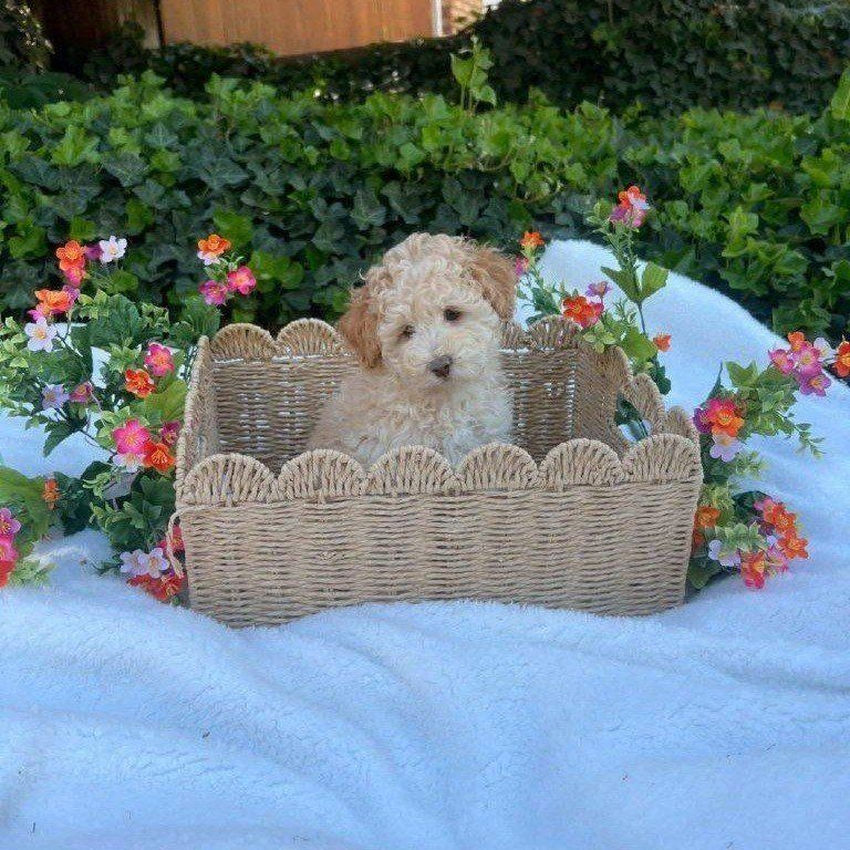 F1B Toy Cavapoo ~Boy~
