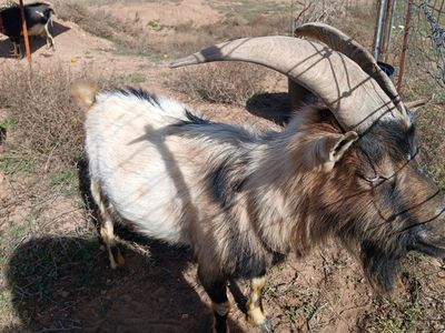 Male Nigerian Dwarf goat for sale