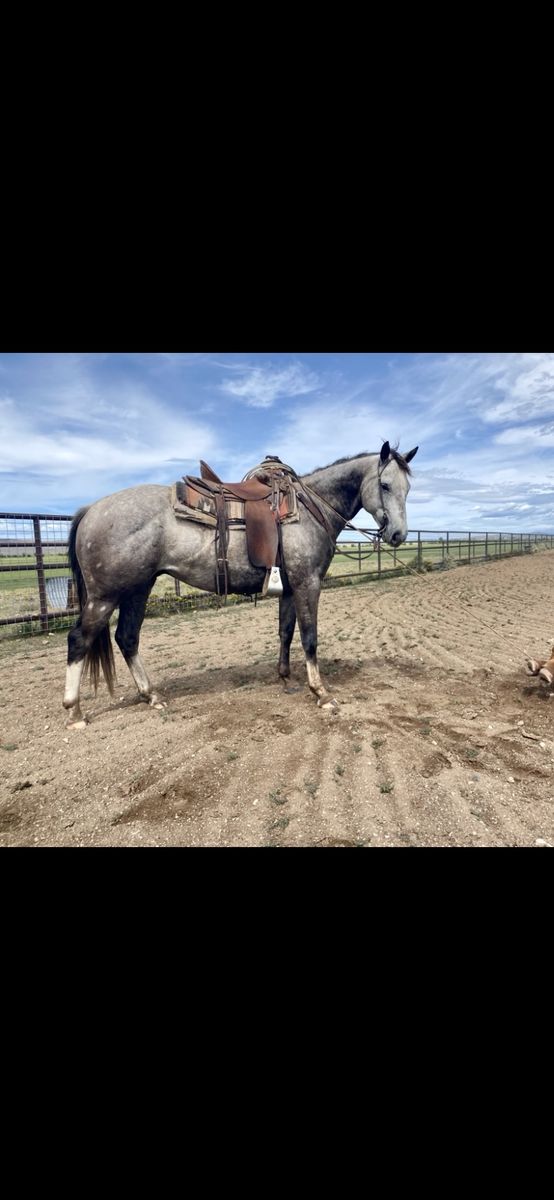 Big pretty AQHA 7 yr old grey Gelding.