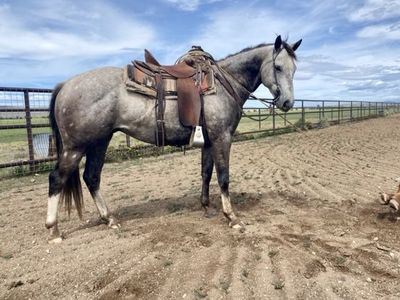 Big pretty AQHA 7 yr old grey Gelding.