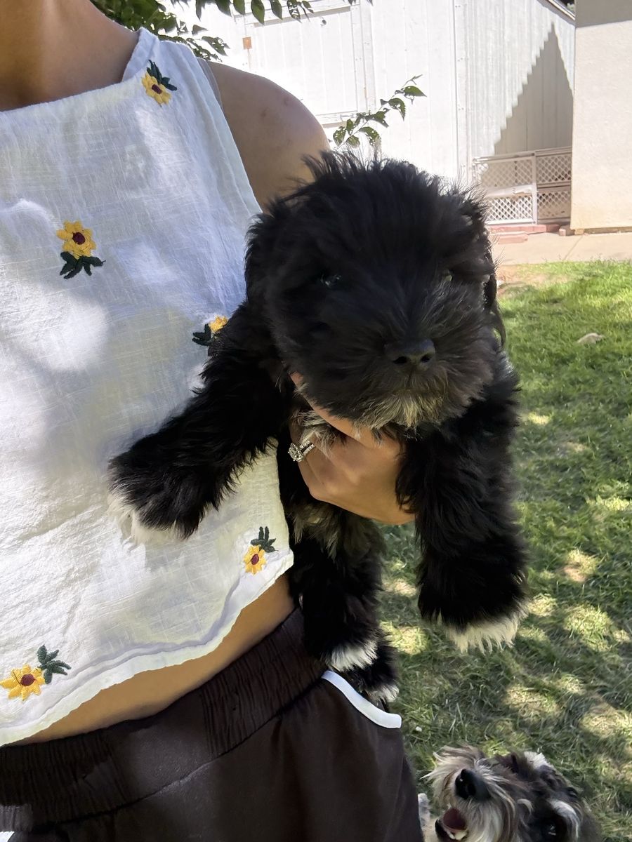 Miniature Schnauzer Puppy Parti Coloring