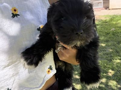Miniature Schnauzer Puppy Parti Coloring