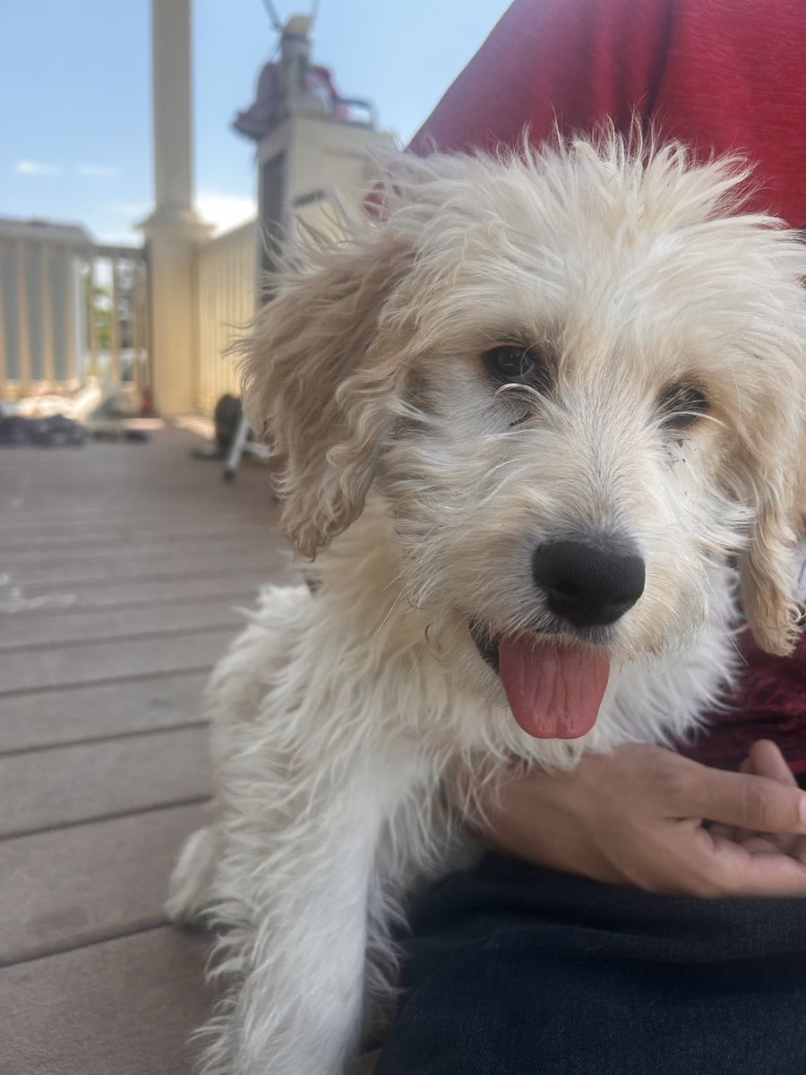 Adorable Cream/White golden retriever/ labrador Puppy - Ready for a Loving Home!
