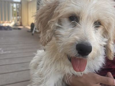 Adorable Cream/White golden retriever/ labrador Puppy - Ready for a Loving Home!