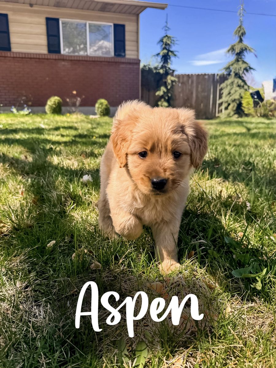 Golden Retriever x Aussiedoodle Puppies