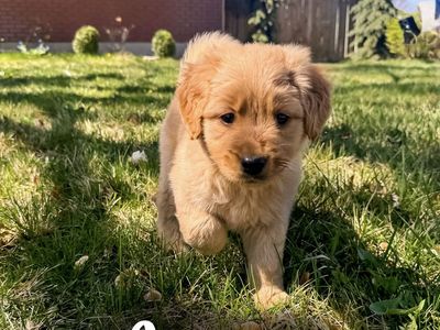 Golden Retriever x Aussiedoodle Puppies