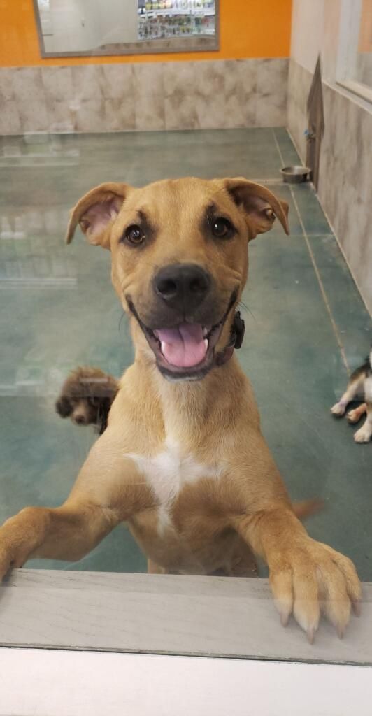URGENT Rehoming: Bruno - 7-Year-Old Neutered German Shepherd/Pit Bull Mix - No Other Pets