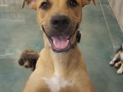 URGENT Rehoming: Bruno - 7-Year-Old Neutered German Shepherd/Pit Bull Mix - No Other Pets