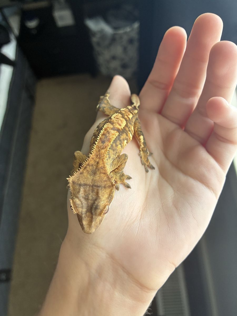 Juvenile Crested Gecko