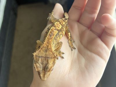 Juvenile Crested Gecko