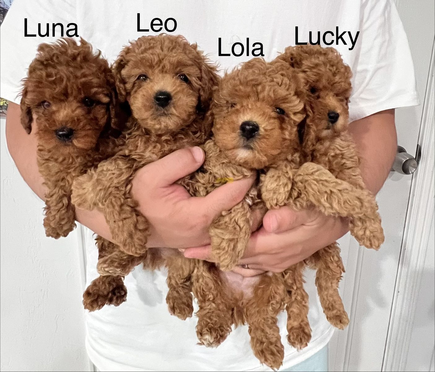 Akc. Toy poodle