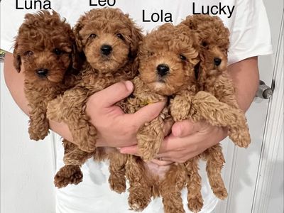 Akc. Toy poodle