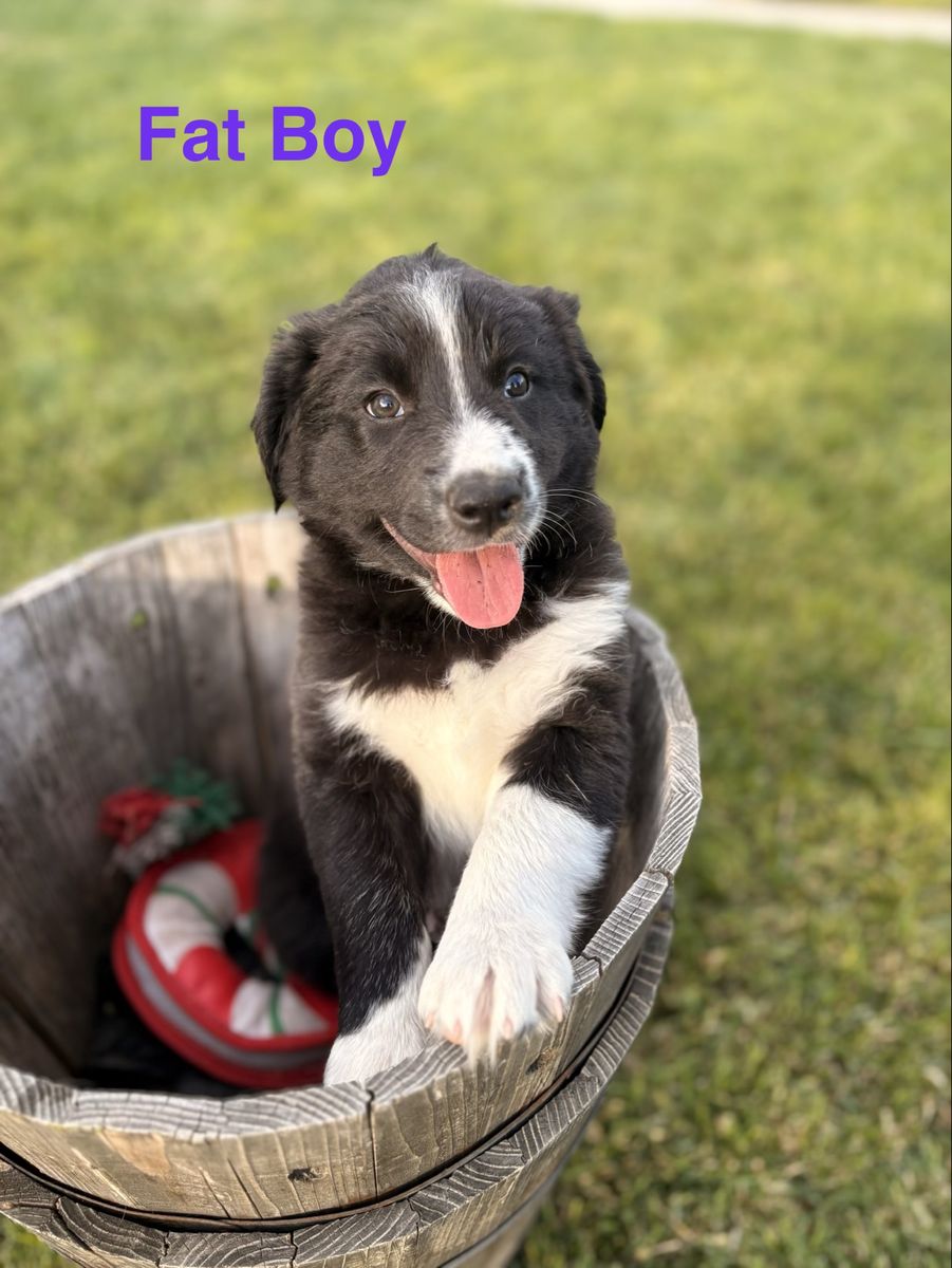 Adorable Border Purebred Collie Puppies - Ready for Their Forever Homes