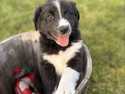 Adorable Border Purebred Collie Puppies - Ready for Their Forever Homes