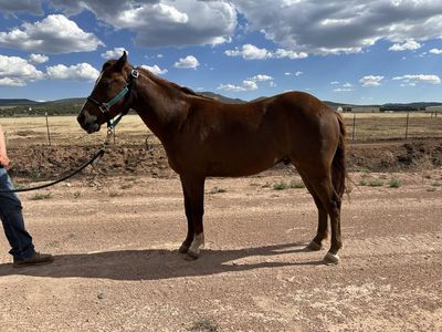 3 year old Pony