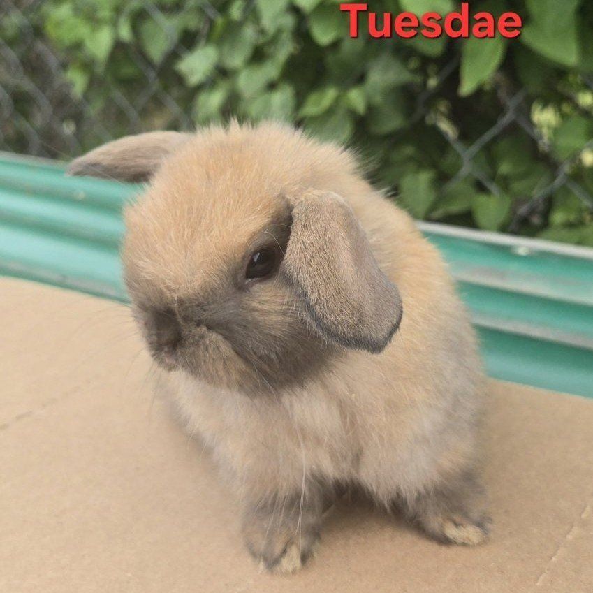 Holland Lops available 5/24/2026