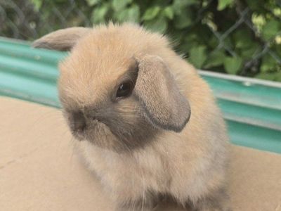 Holland Lops available 5/24/2026
