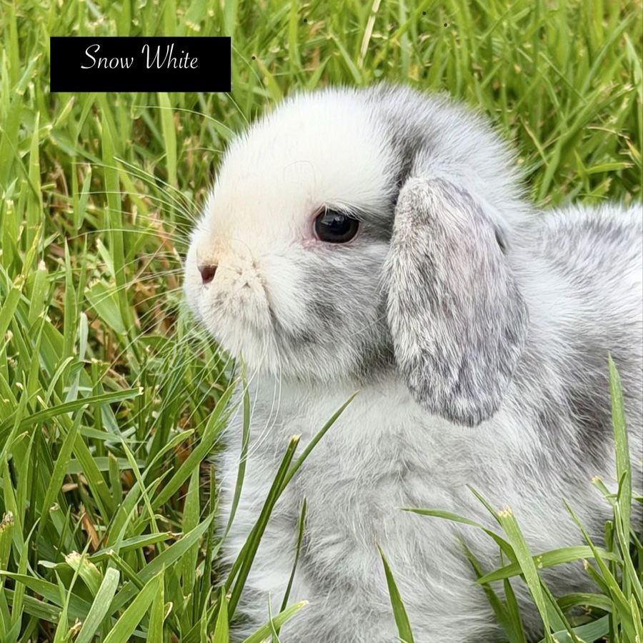 Holland Lop Doe