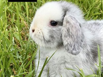 Holland Lop Doe