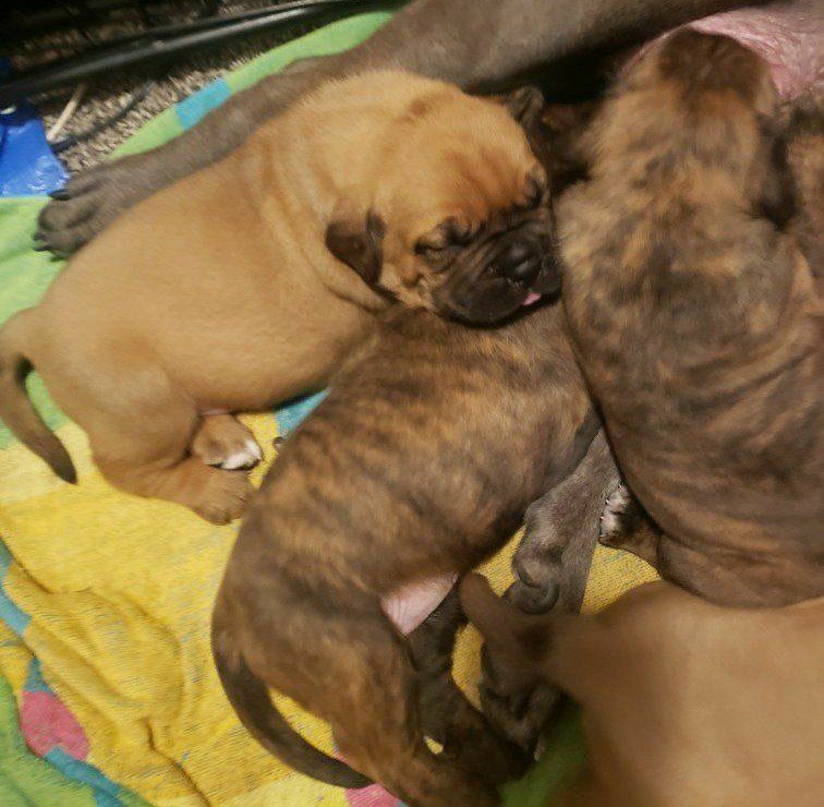 Cane Corso French Mastiff Puppies $600.00