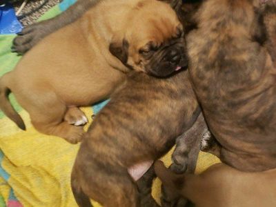Cane Corso French Mastiff Puppies $600.00