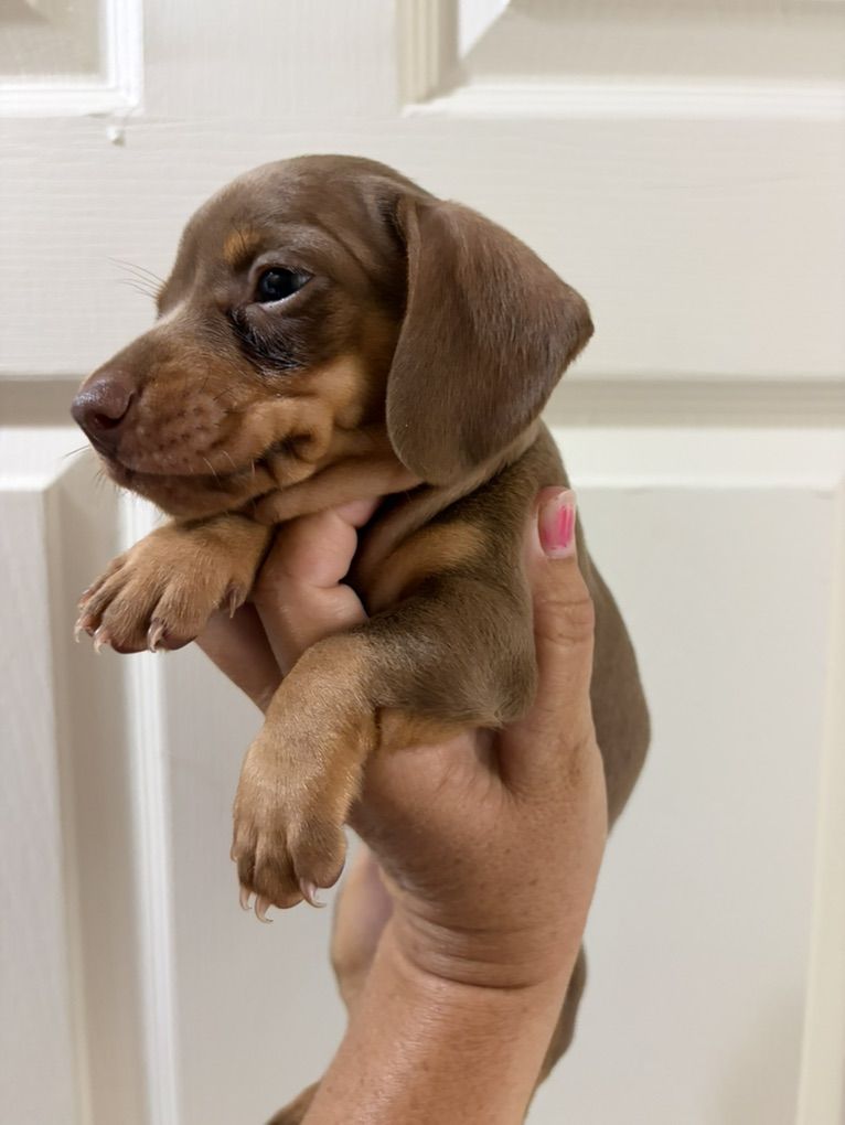 Mini Dachshund Puppies!!!