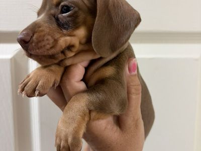 Mini Dachshund Puppies!!!
