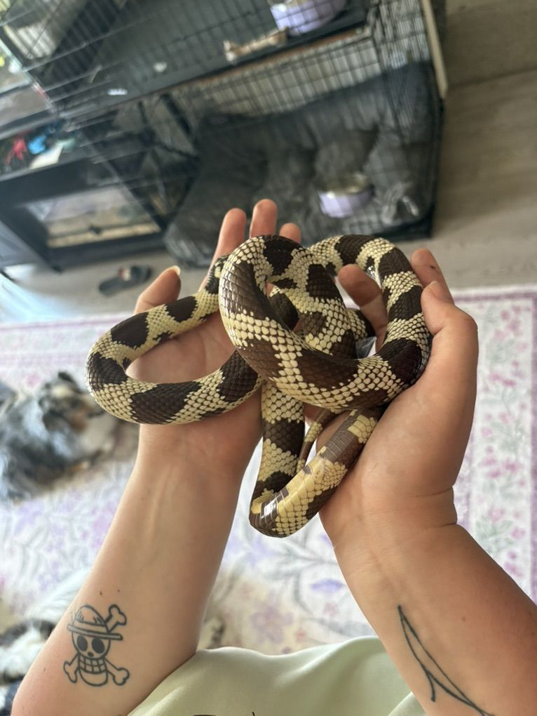 Male California King Snake And 145 Gal Tank