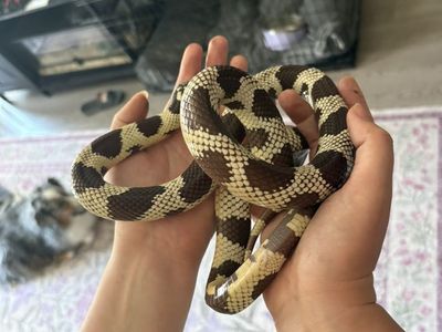 Male California King Snake And 145 Gal Tank