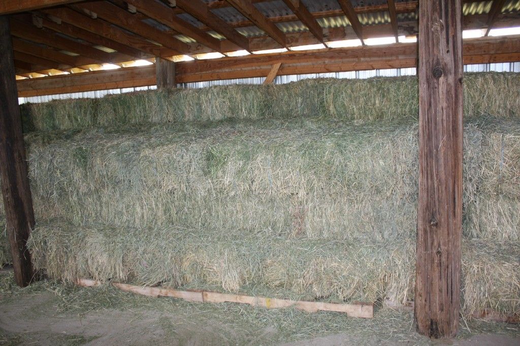 Excellent Grass Alfalfa Mix 2nd and 3rd crop small bales