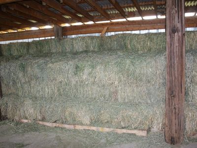 Excellent Grass Alfalfa Mix 2nd and 3rd crop small bales